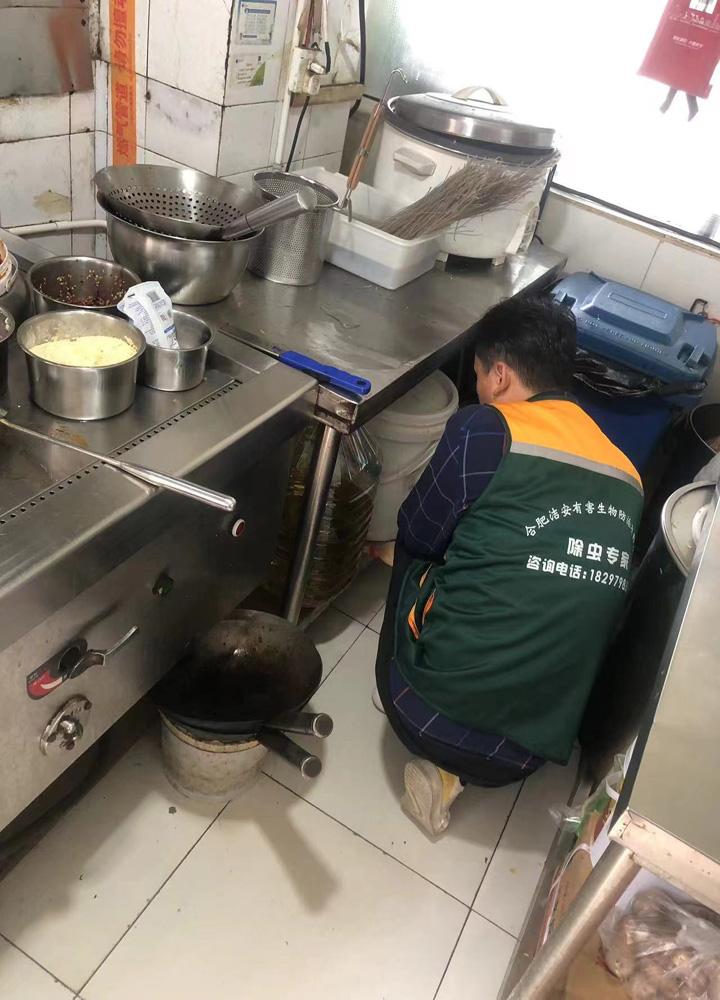 合肥、蚌埠、六安杀虫灭鼠除虫灭蟑螂服务优质商家推荐,专业保障安心之选