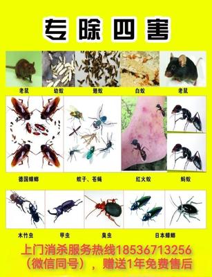 守护灵石健康家园 专业四害消杀的智慧与实践